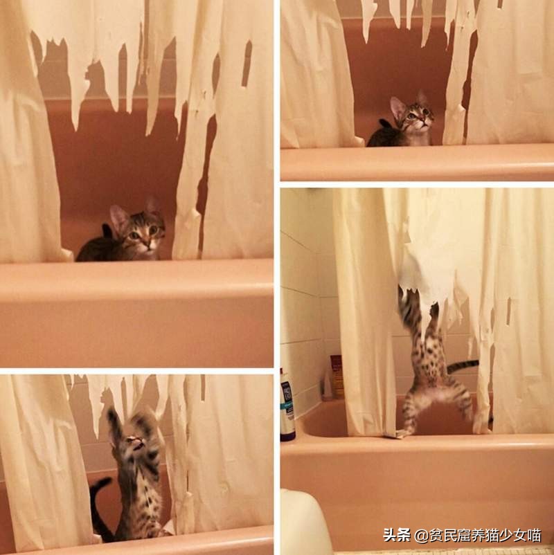 淘气猫咪爱撕纸,屡教不改怎么办,可以试试这5招哦