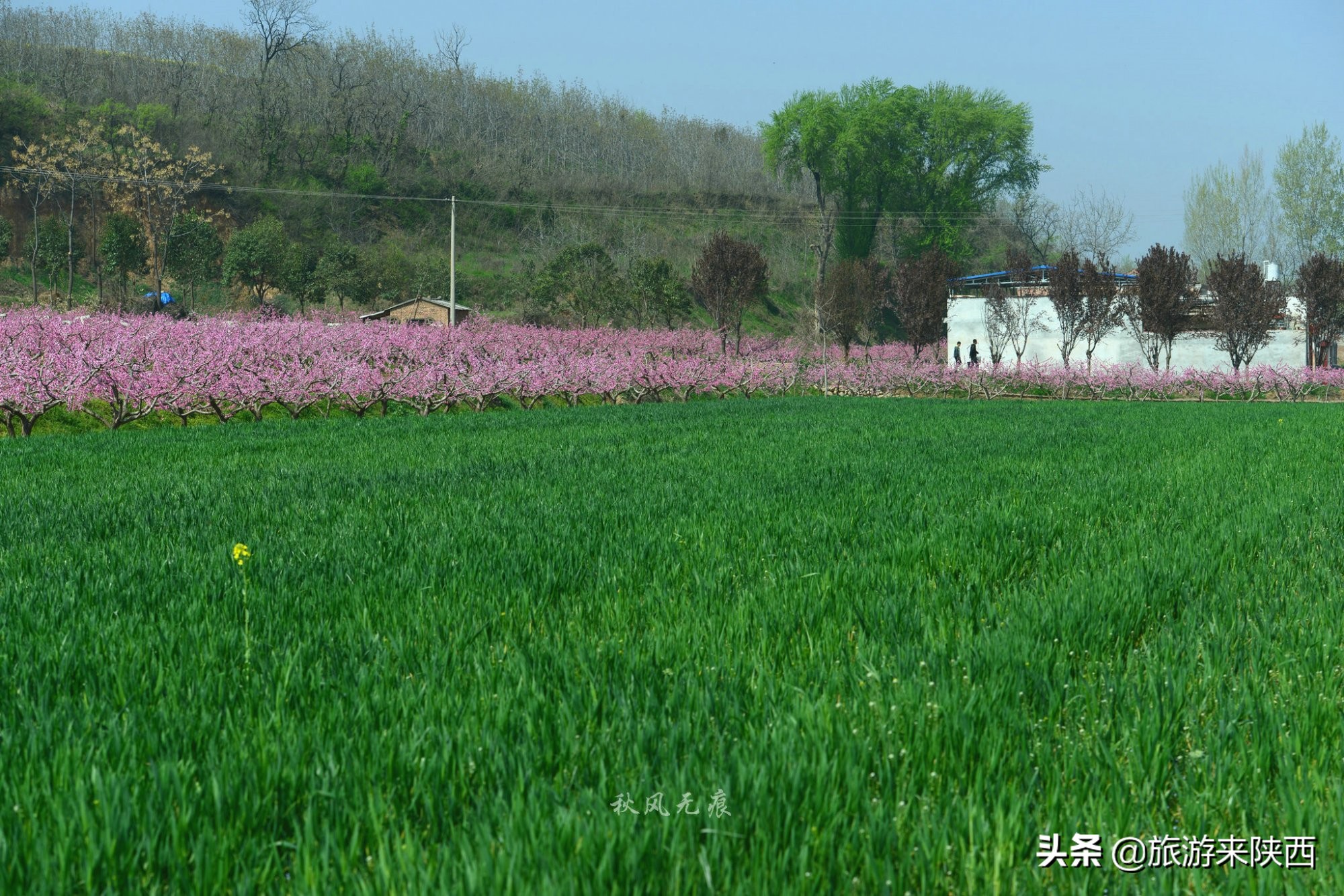 长安区王莽千亩桃园,西安王莽万亩桃花源