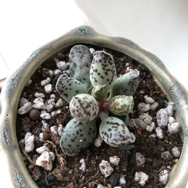 新手小白入坑多肉必看攻略,多肉新手入坑必备指南