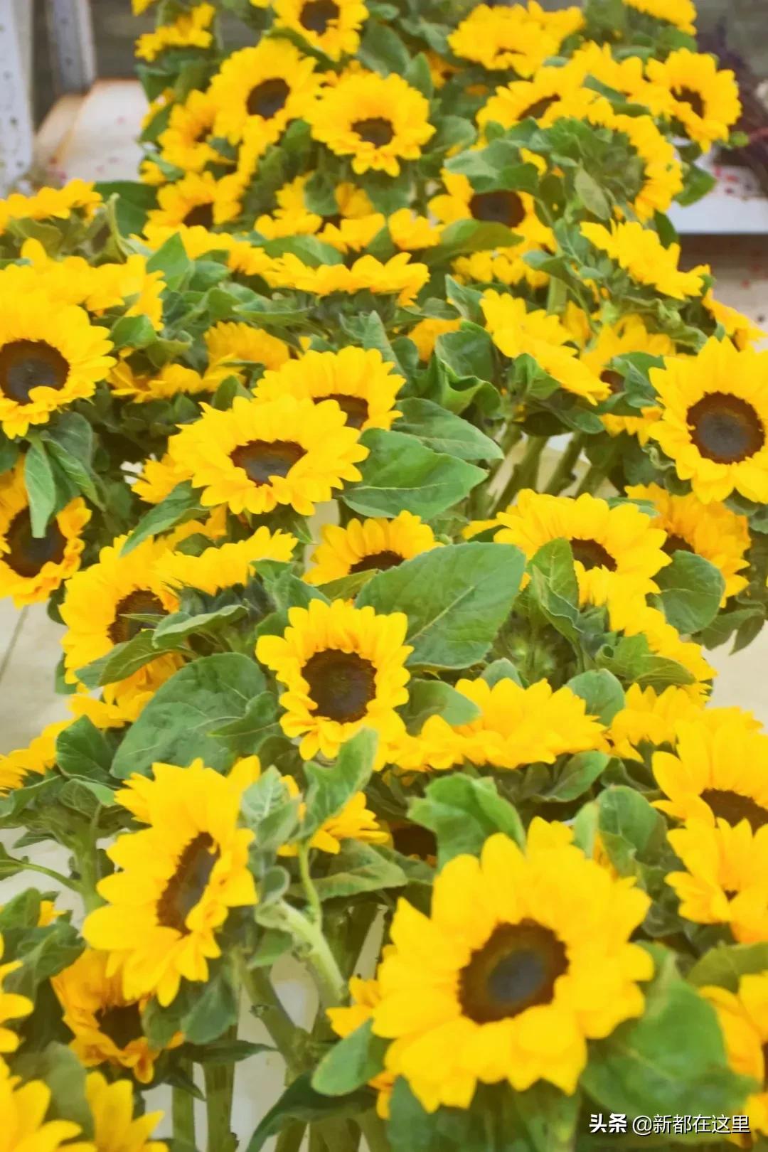 三圣花卉市场正规吗,三圣乡花卉市场今日现状