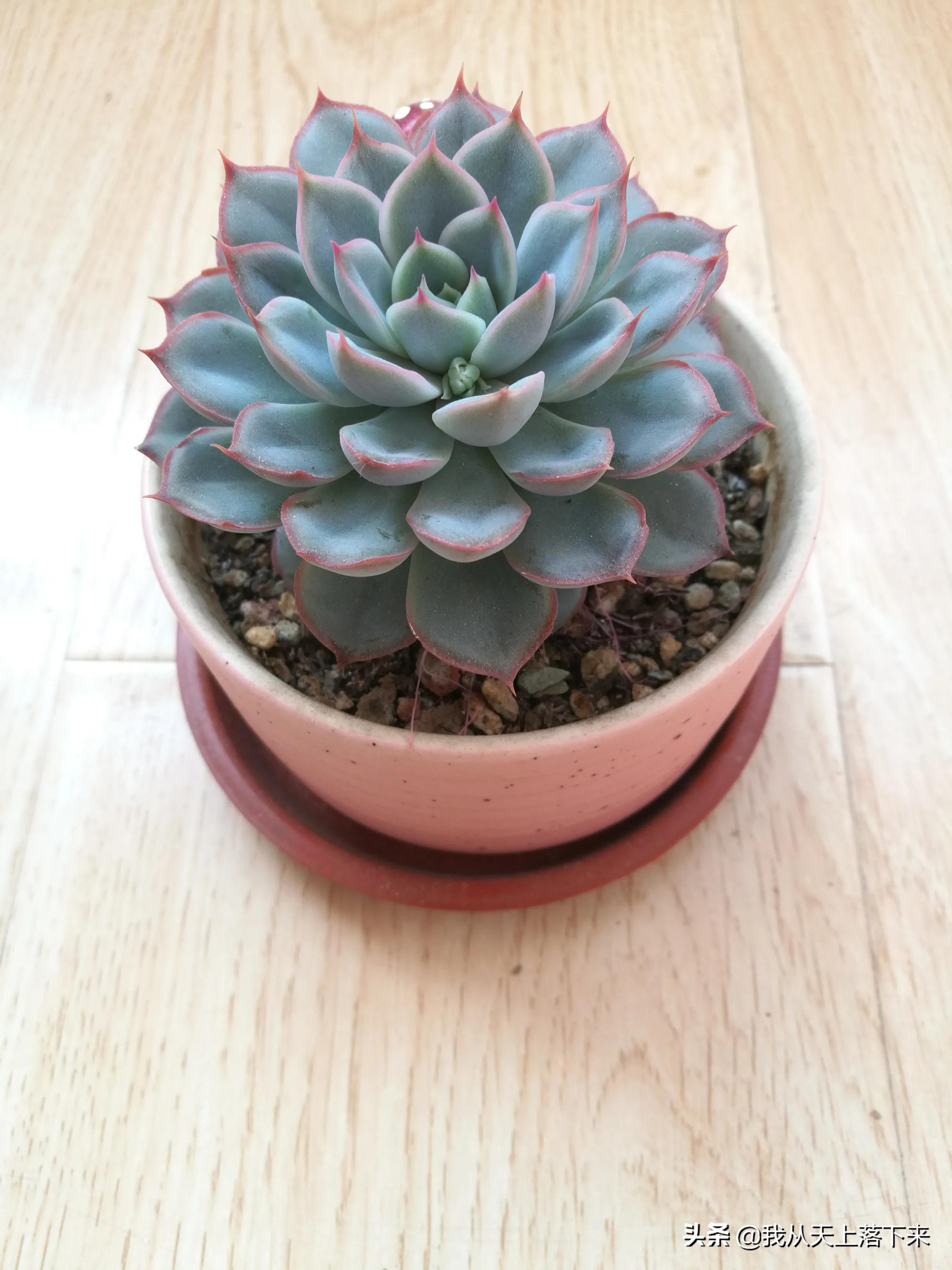 89种常见多肉植物品种图，实物拍摄，还不认识的小伙伴赶紧收藏好