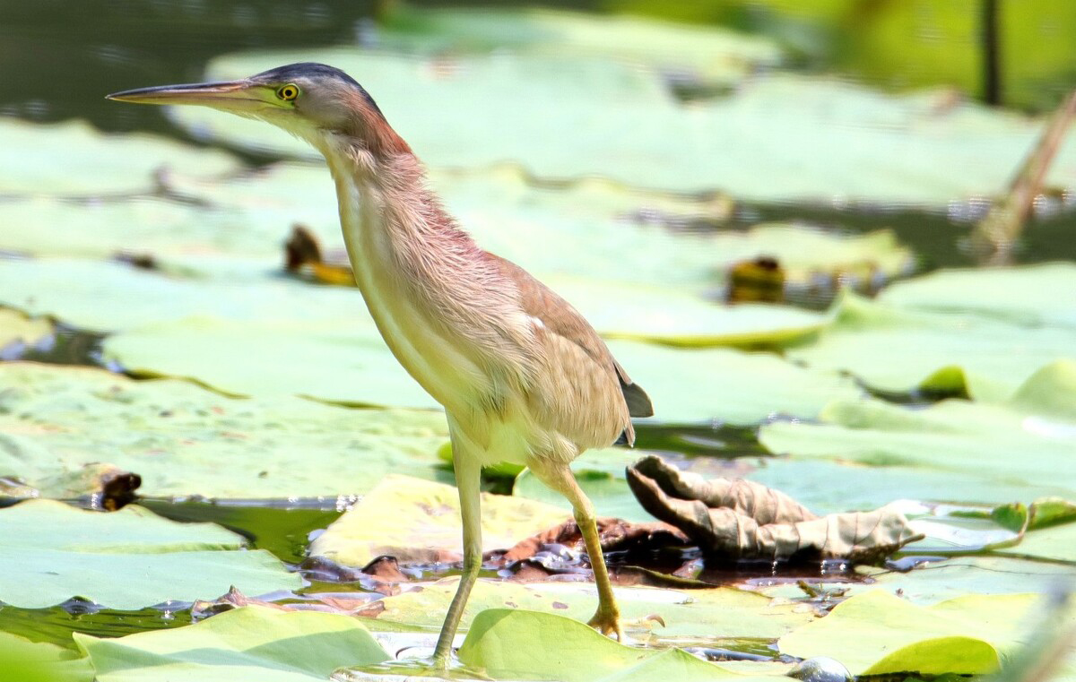 广东常见鸟类图谱图文,广东常见鸟类图谱