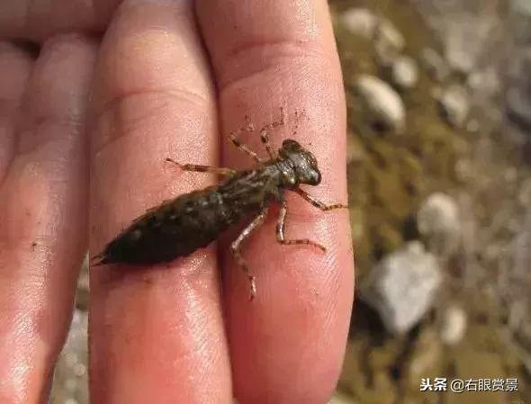 那些年让你防不胜防的草缸偷渡客