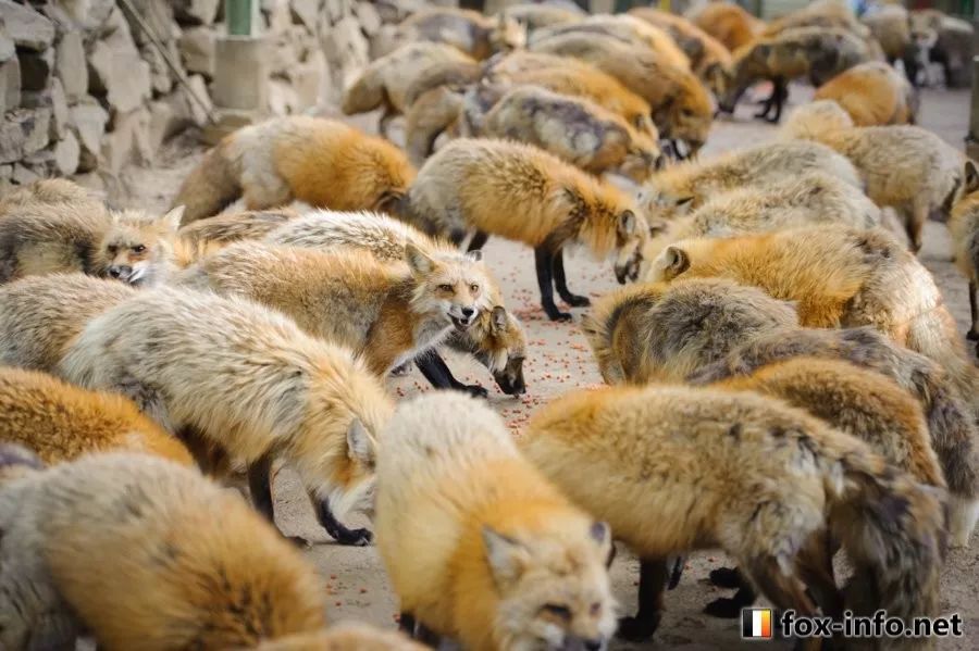 日本这只丧脸小狐狸霸占热搜，吃不到东西的委屈样萌化网友