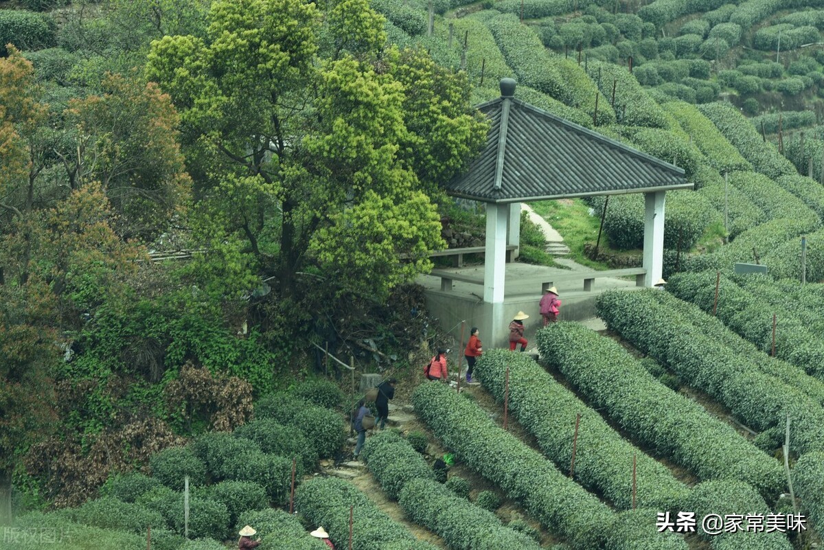 中国茶叶十大名茶有哪些,中国茶叶最好喝的是哪种茶
