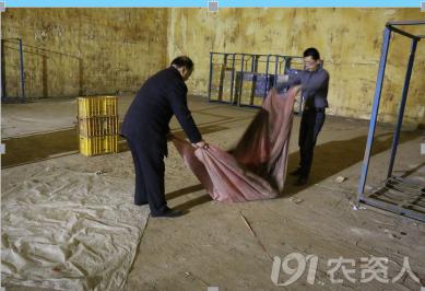 马铃薯主要栽培技术要点,马铃薯地膜覆盖高产栽培技术