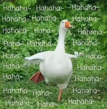 比乐狗粮为什么有点湿,比乐狗粮怎么样有吃的吗