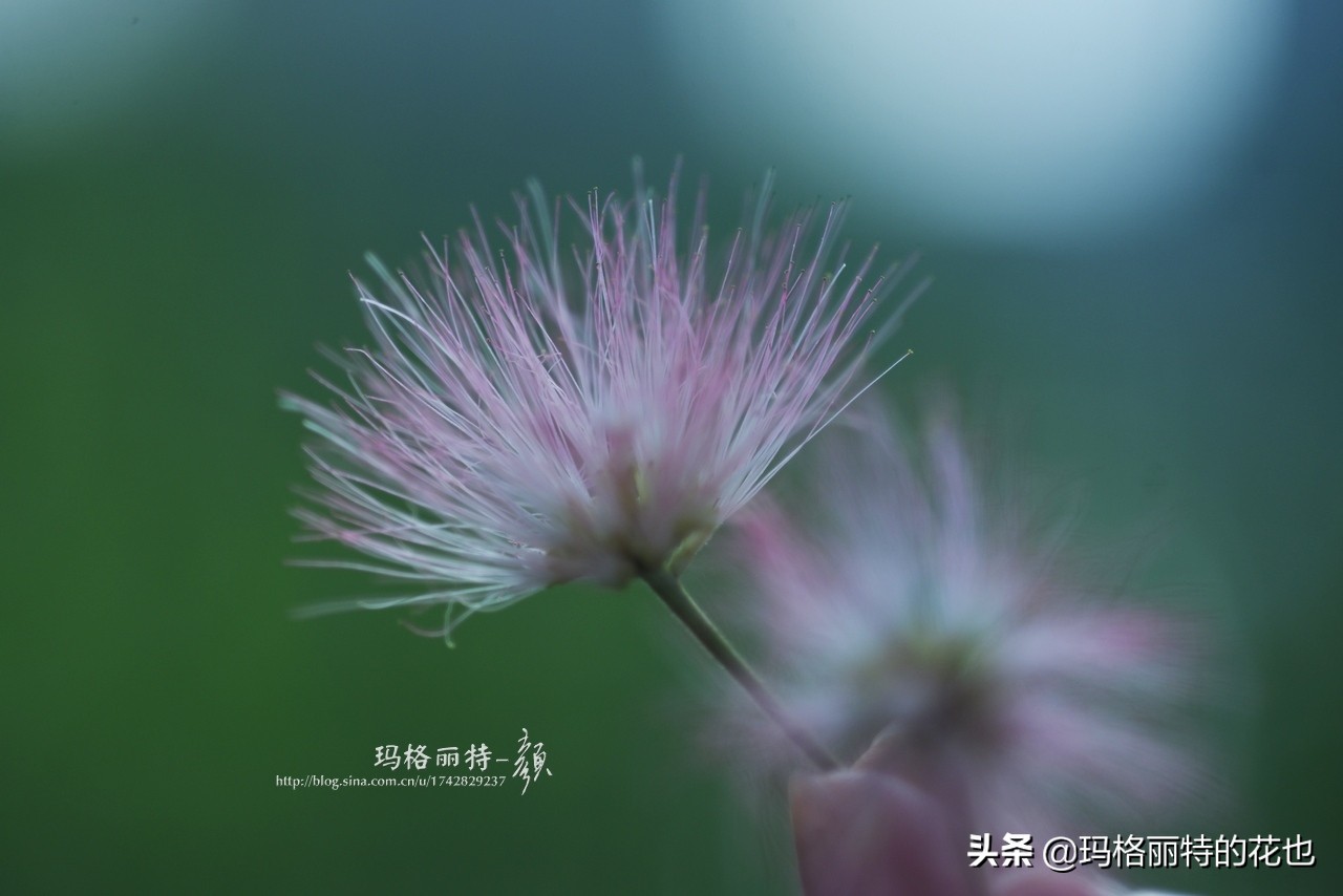 花园里四季常青的树,花园里四季都绿的植物