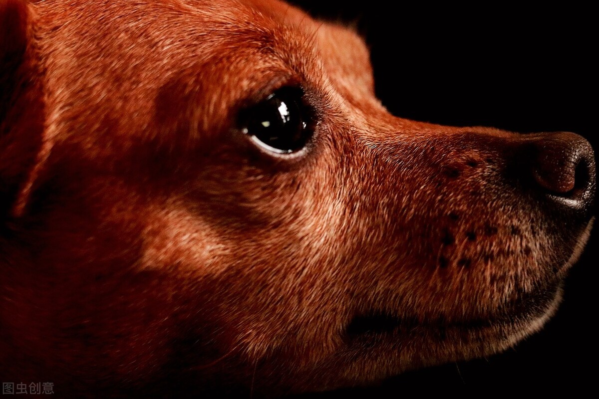 小鹿犬怎么训练才听话,小鹿犬怎么训练听话