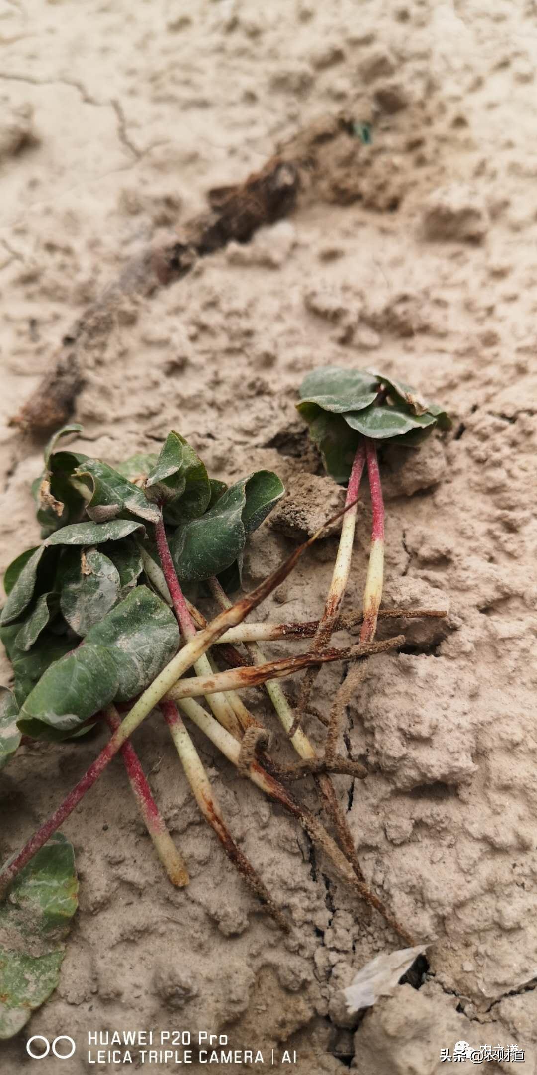 棉花种植生长的全过程视频,棉花种植过程中会遇到哪些问题