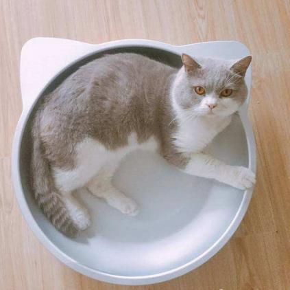 猫咪清凉一夏剃毛视频,夏季猫咪养护方法有哪些