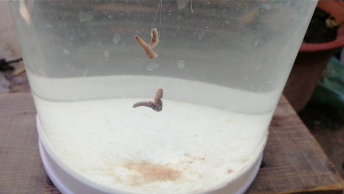 天气冷鱼口轻怎么调漂,新手钓友看完也能会的调漂技巧