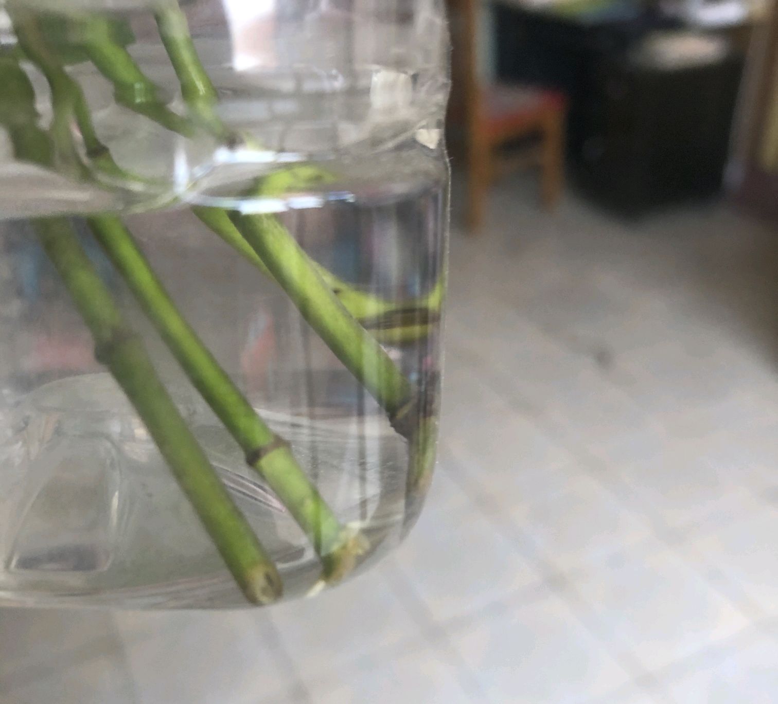 栀子花生桩高培多久可以退土,水培栀子花生根全过程