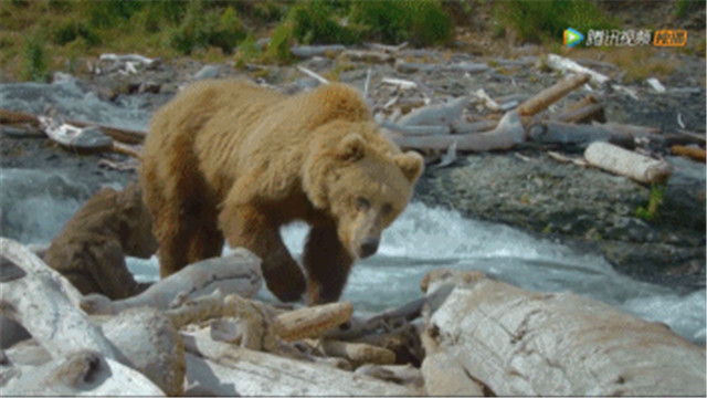 BBC得多有钱?为*窥偷**愣是做了一堆超逼真假动物,真实到被求交配