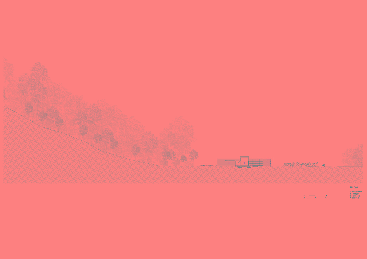 韩国蒲公英,韩国野生蒲公英的种植