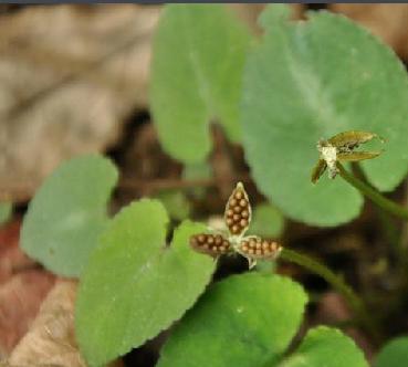 老中医可以给孩子起名吗,用中药名字给孩子取名可以吗