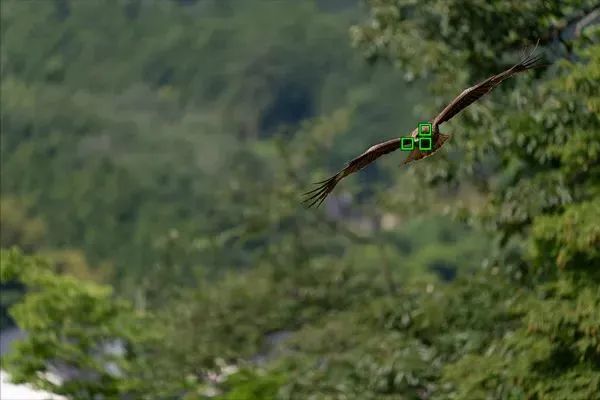 拍鸟平民镜头,业余爱好拍鸟装备