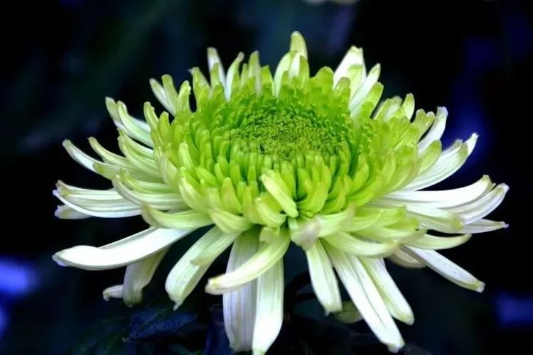 花中四君子菊花国画用笔,花中四君子菊花高清图片