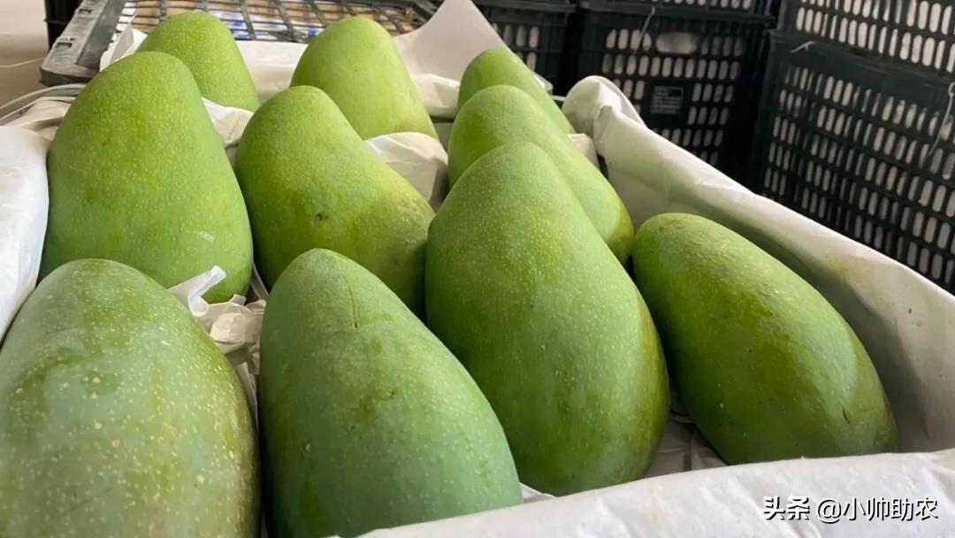 芒果界的“巨无霸”，核薄肉多软糯爽滑，大快朵颐超过瘾