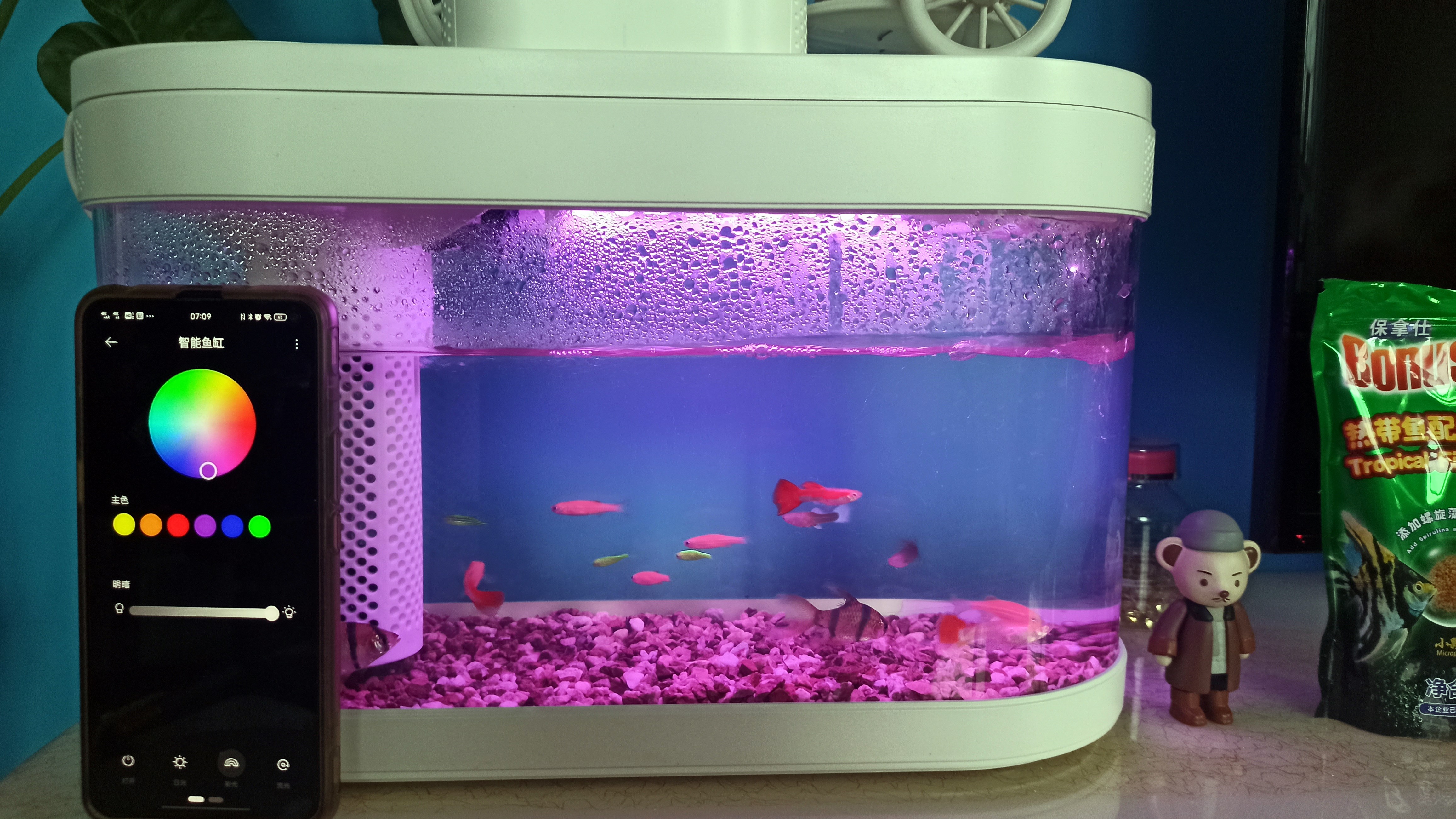 鱼缸养鱼教程图解大全,鱼缸养鱼教程入门图片