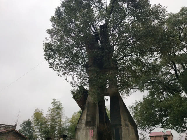 千年的古樟,亲历千年古樟重生