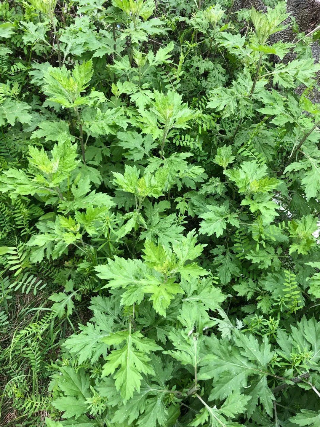 驱蚊抗寒最强的花卉,驱蚊最厉害的花盆栽