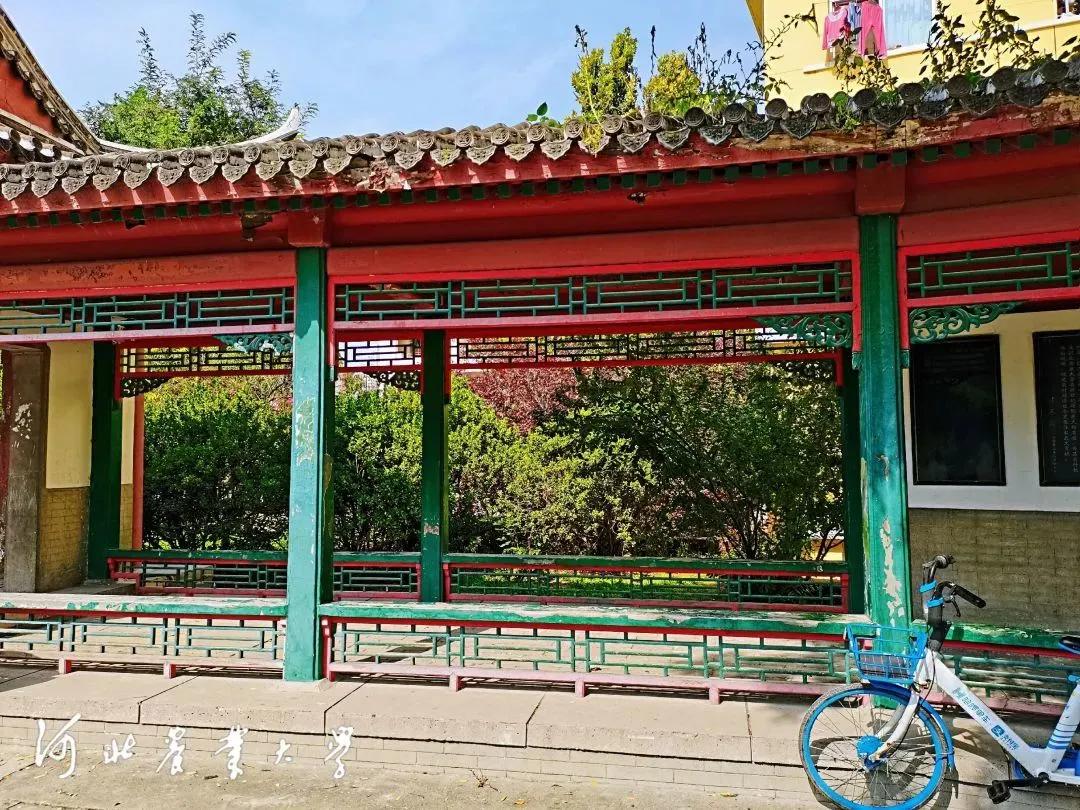 “河大的美女农大的饭”干饭人不能错过的河北农业大学来啦