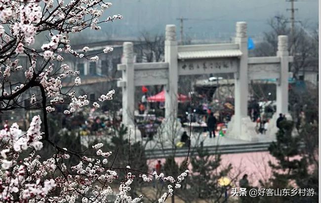 济南春季赏花自驾,济南踏青赏花新模式