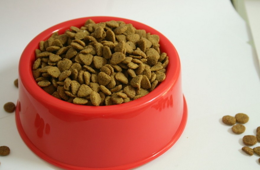 阿拉斯加犬幼犬狗粮如何挑选,怎么挑选狗粮这几点教你挑选