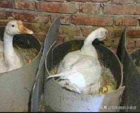 自繁自养小鹅需要做好哪些工作？孵化过程中应该如何管理？