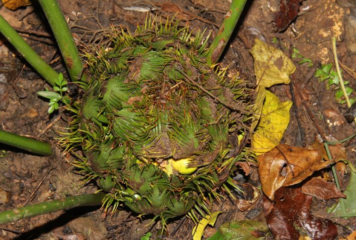 野生濒危动物绿孔雀现身孔雀之乡,绿孔雀濒危物种