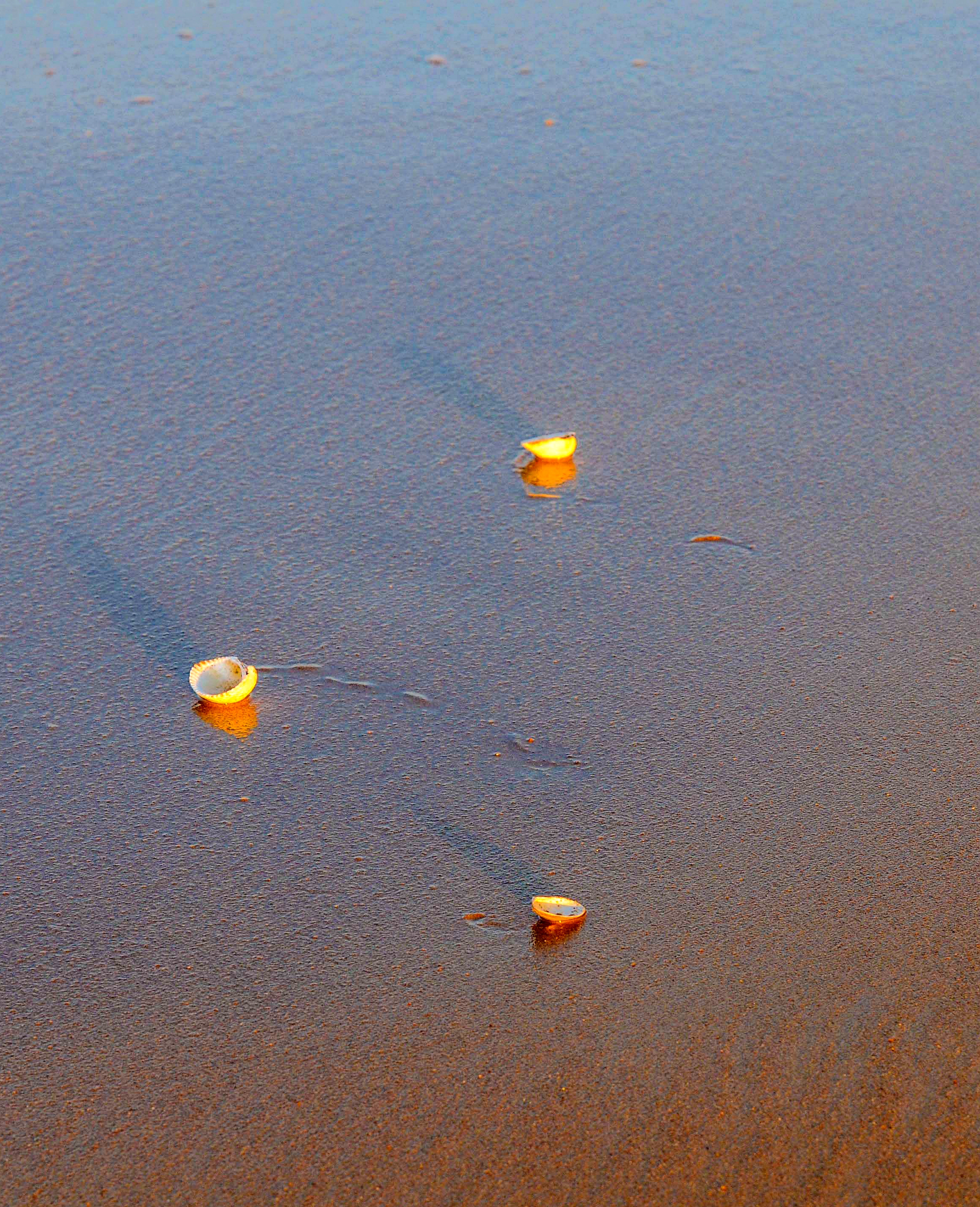 大海蔚蓝簇拥着的贡口村,灵动着纯美,播养海参和剥扇贝别具风情