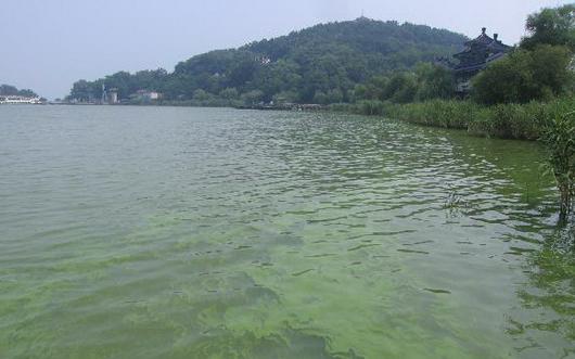 蟹塘泡沫颜色,蟹塘泡沫多怎么处理