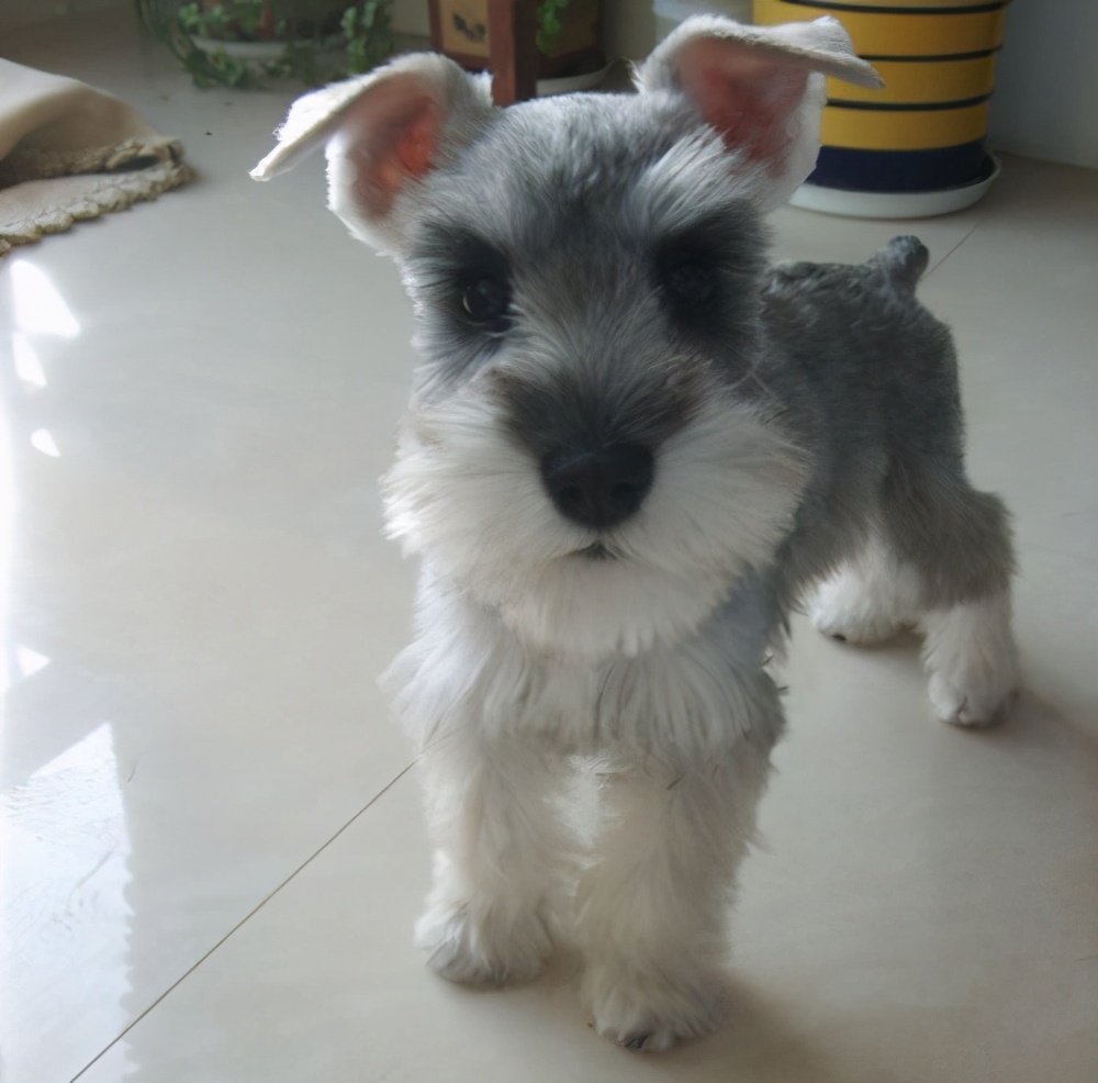 雪纳瑞吃哪个牌子狗粮最好,雪纳瑞专用狗粮哪个牌子最好