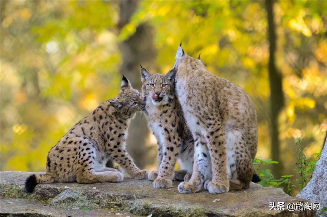 欧洲旅行自由行推荐,欧洲旅行套路详解