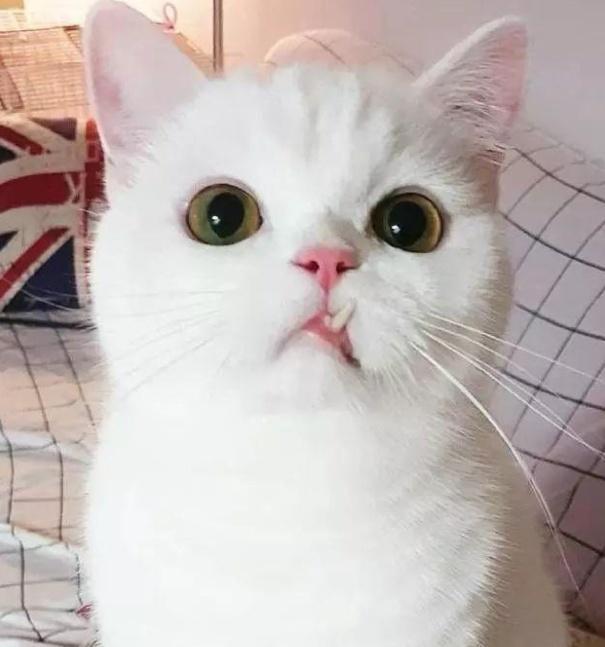 猫咪换牙牙齿是怎么样的,换牙期猫咪牙齿出血怎么办