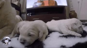 金毛生了十四只宝宝,金毛生了九只小宝宝