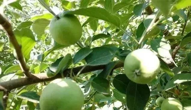 亚磷酸钾怎么这么火,亚磷酸钾和磷酸二氢钾哪个好