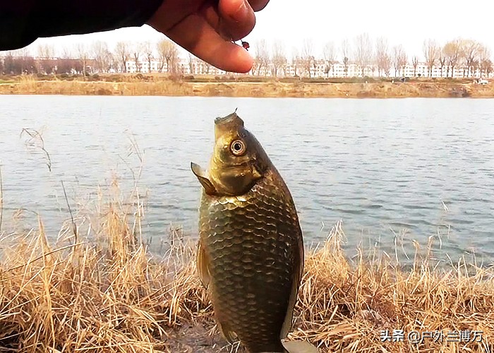 红虫钓鱼当天没用完的怎样保管,冬天钓鱼红虫怎么保管呢