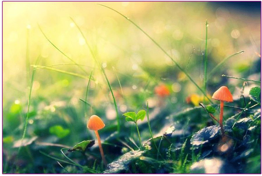 奇幻森林的儿童绘画作品,怎么画森林精灵儿童画