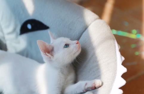 救助流浪猫被粘鼠胶,流浪猫被好心人收养后变成粘人