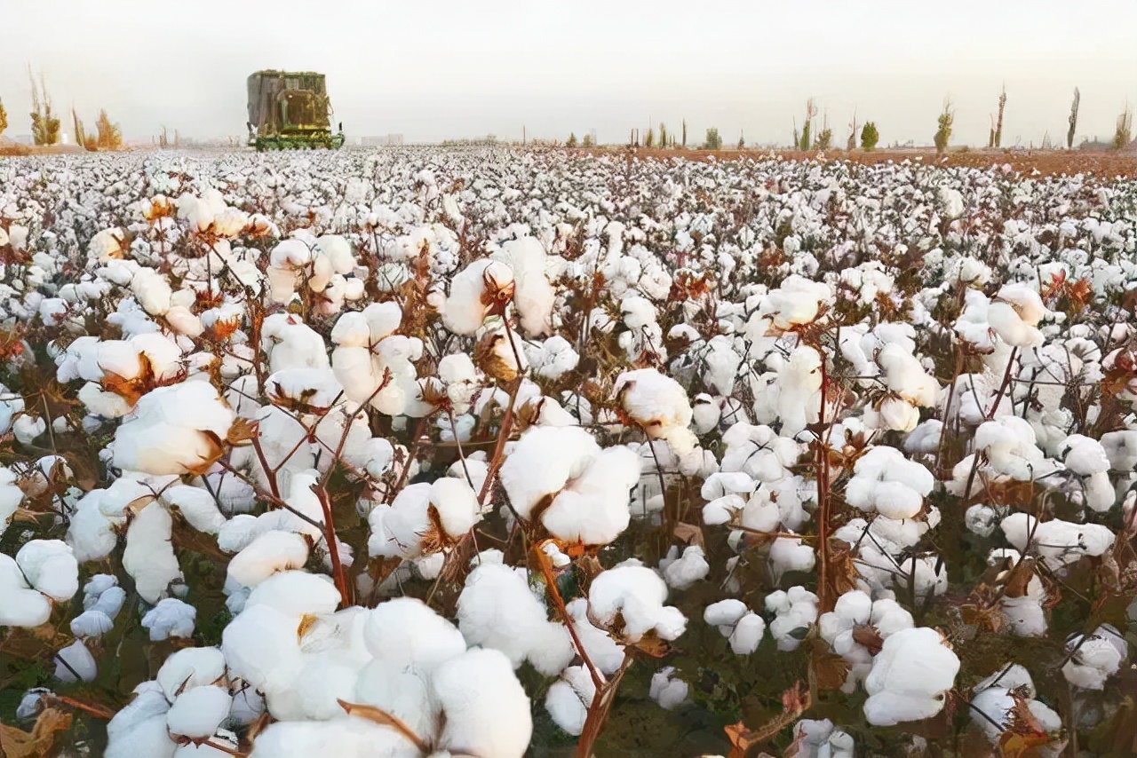 双十一真的没有什么感觉吗,双十一为啥没有前几年火爆