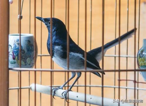 刚刚出壳的小鸟怎么养,刚破壳的小鸟不知道品种怎么喂养