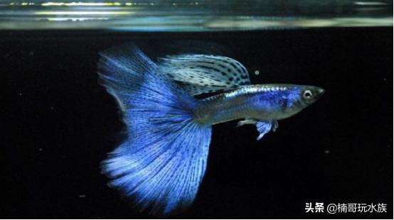 小鱼缸养什么观赏鱼好看又好养,养什么观赏鱼最赚钱又好养