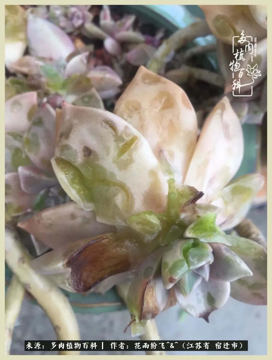 我家老臧：从反对到爱屋及乌的多肉守护人