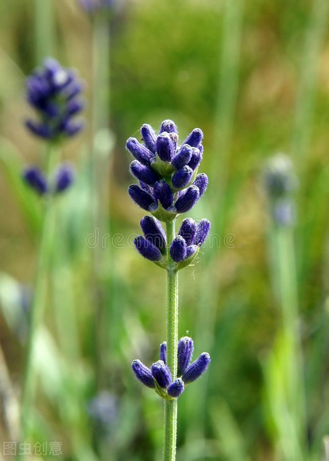 驱蚊小妙招蚊子怕啥花,夏天驱蚊虫花草可帮忙
