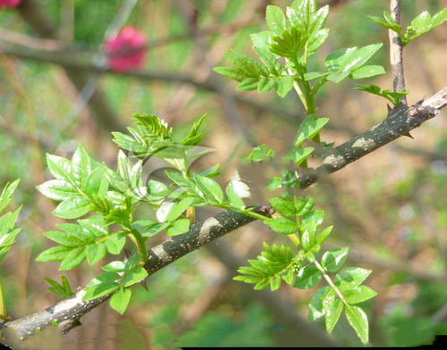 鑸屽皷涓婄殑缇庡懗瀵绘壘,鑸屽皷涓婄殑灞辩弽鍛抽亾