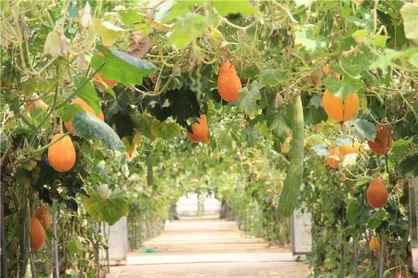 京郊这个美丽的小镇,北京一个适合旅游的小镇