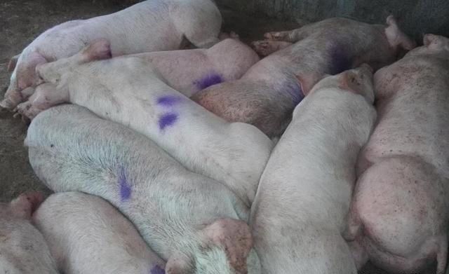 易伤风感冒吃哪种中药,伤风感冒的中药方剂