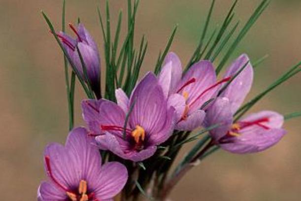 番红花种植方法,番红花为什么被称为植物之王